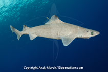 Image of Centrophorus granulosus (Gulper shark)