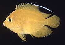 Image of Centropyge heraldi (Yellow angelfish)