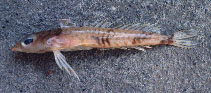 Image of Centrodraco insolitus (Western Australian slope dragonet)