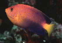 Image of Centropyge interrupta (Japanese angelfish)
