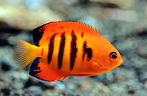 Image of Centropyge loriculus (Flame angel)