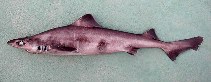 Image of Centrophorus lusitanicus (Lowfin gulper shark)