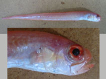 Image of Cepola macrophthalma (Red bandfish)