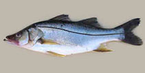 Image of Centropomus mexicanus (Largescale fat snook)