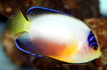 Image of Centropyge multicolor (Multicolor angelfish)