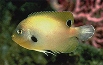 Image of Centropyge nigriocellus (Blackspot angelfish)