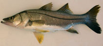 Image of Centropomus poeyi (Mexican snook)