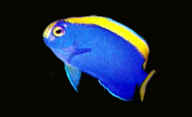 Image of Centropyge resplendens (Resplendent angelfish)