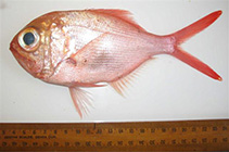 Image of Centroberyx rubricaudus 