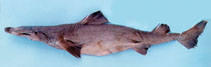 Image of Centrophorus seychellorum 