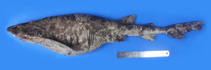 Image of Cephaloscyllium speccum (Speckled swellshark)