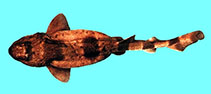 Image of Cephaloscyllium umbratile (Blotchy swell shark)