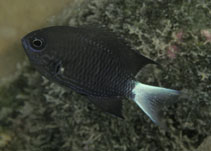 Image of Pycnochromis abruptus 