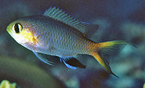 Image of Pycnochromis acares (Midget chromis)