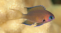 Image of Pycnochromis pacifica (Pacific bronze Chromis)