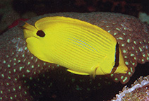 Image of Chaetodon andamanensis (Andaman butterflyfish)