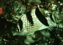 Image of Chaetodon argentatus (Asian butterflyfish)