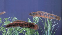 Image of Channa asiatica (Small snakehead)