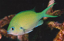 Image of Chromis atripectoralis (Black-axil chromis)