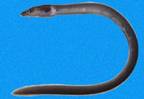 Image of Chlopsis bicollaris (Bicolor false moray)