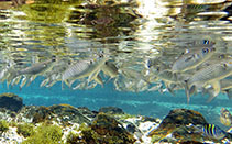 Image of Chelon bispinosus (Cape Verde mullet)