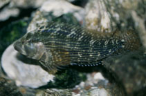 Image of Chasmodes bosquianus (Striped blenny)