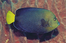 Image of Chaetodontoplus caeruleopunctatus (Bluespotted angelfish)