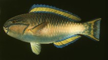 Image of Chlorurus capistratoides (Indian parrotfish)