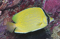 Image of Chaetodon citrinellus (Speckled butterflyfish)