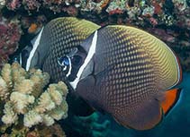 Image of Chaetodon collare (Redtail butterflyfish)