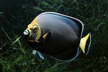 Image of Chaetodontoplus conspicillatus (Conspicuous angelfish)