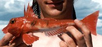 Image of Chelidonichthys cuculus (Red gurnard)