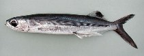 Image of Cheilopogon cyanopterus (Margined flyingfish)