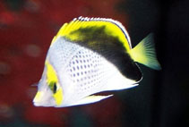Image of Chaetodon declivis (Marquesas butterflyfish)