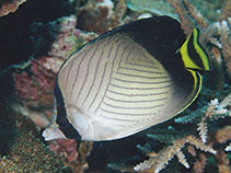 Image of Chaetodon decussatus (Indian vagabond butterflyfish)