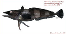 Image of Chionobathyscus dewitti 