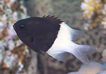 Image of Pycnochromis dimidiatus (Chocolatedip chromis)