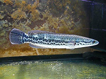 Image of Channa diplogramma (Malabar snakehead)