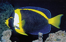 Image of Chaetodontoplus duboulayi (Scribbled angelfish)