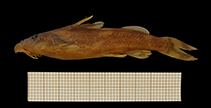 Image of Chiloglanis elisabethianus 