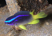 Image of Chromis enchrysurus (Yellowtail reeffish)