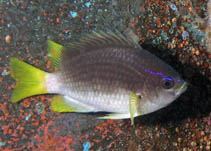Image of Chromis enchrysurus (Yellowtail reeffish)