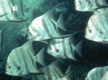 Image of Chaetodipterus faber (Atlantic spadefish)