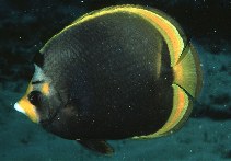 Image of Chaetodon flavirostris (Black butterflyfish)