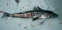 Image of Champsocephalus gunnari (Mackerel icefish)