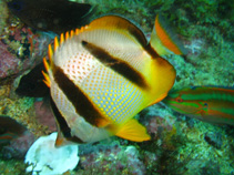 Image of Chaetodon hoefleri (Four-banded butterflyfish)