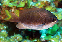 Image of Chromis insolata (Sunshinefish)