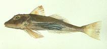 Image of Chelidonichthys ischyrus 