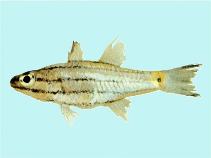 Image of Cheilodipterus isostigmus (Dog-toothed cardinalfish)