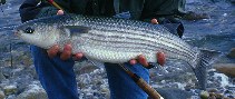 Image of Chelon labrosus (Thicklip grey mullet)